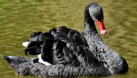 Contingency liquidity plans work well right up until the point where the stop working, warns Jeff Gerrish. A "black swan"—an unforeseen event—may trigger a calamity.
