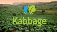 Kabbage looking to expand patch