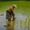 Deutsche Bank Supports $50m Climate Fund for Southeast Asian Agriculture