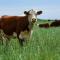 Banks Compromise NetZero Goals with Livestock Financing