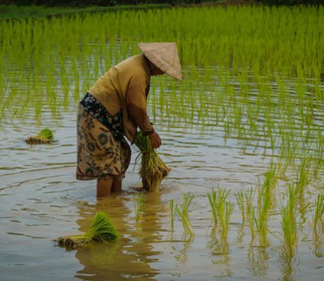 Deutsche Bank Supports $50m Climate Fund for Southeast Asian Agriculture